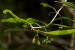 Coptosperma supra-axillare