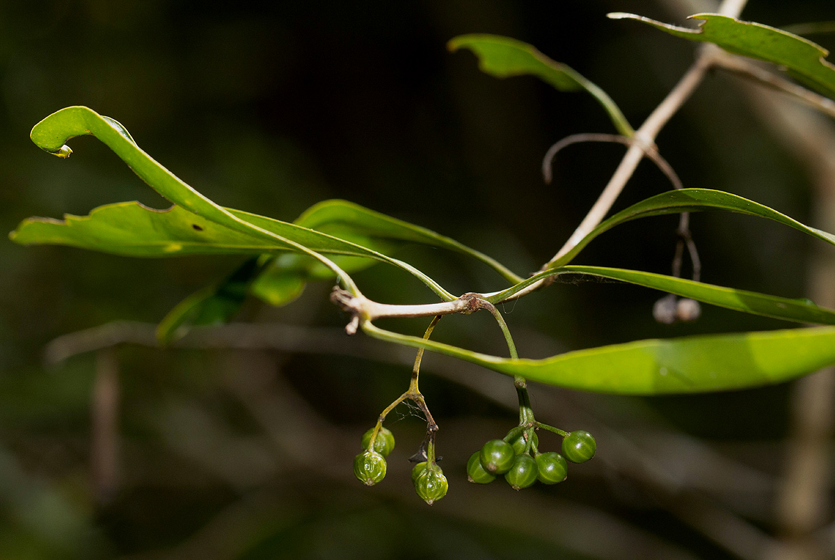 Coptosperma supra-axillare