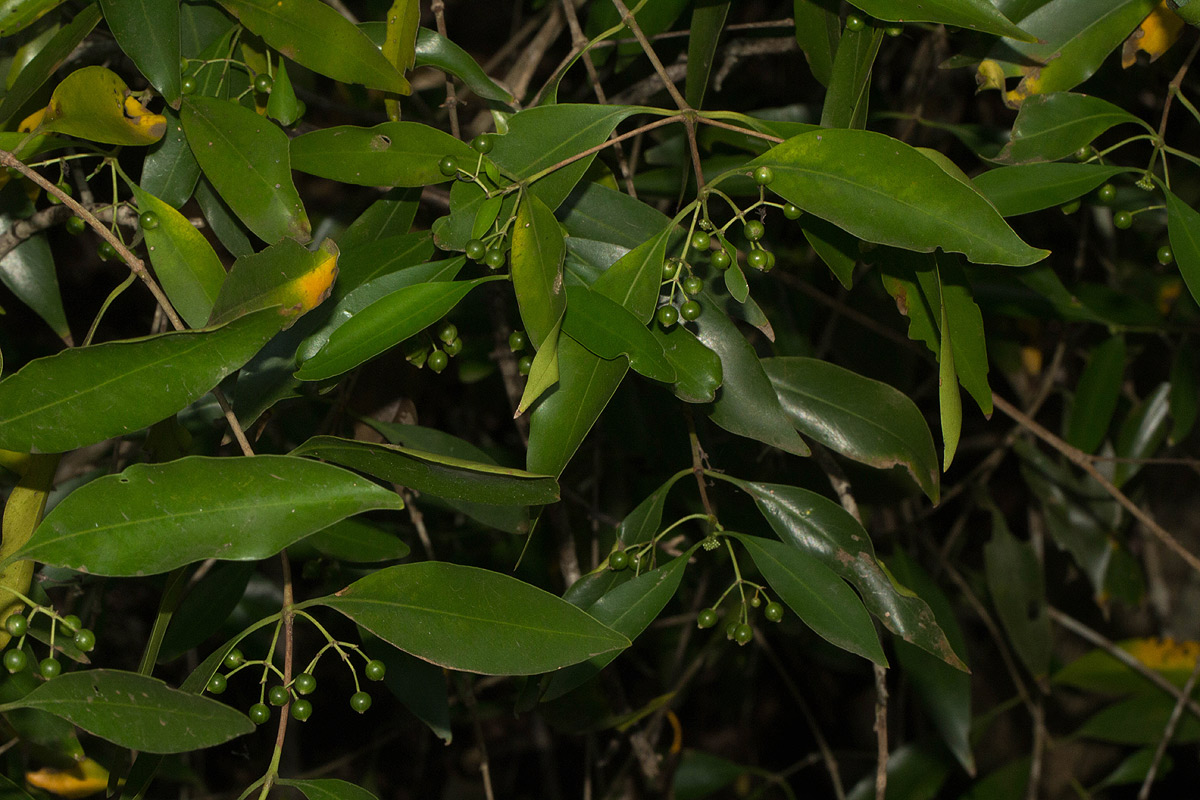 Coptosperma supra-axillare
