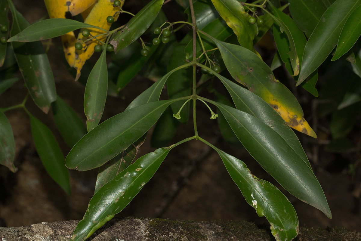 Coptosperma supra-axillare