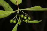 Coptosperma supra-axillare