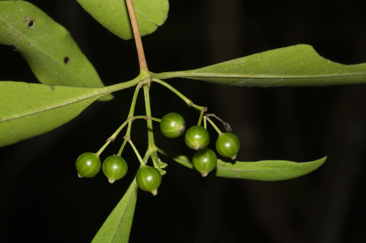 Coptosperma supra-axillare