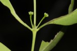 Coptosperma supra-axillare