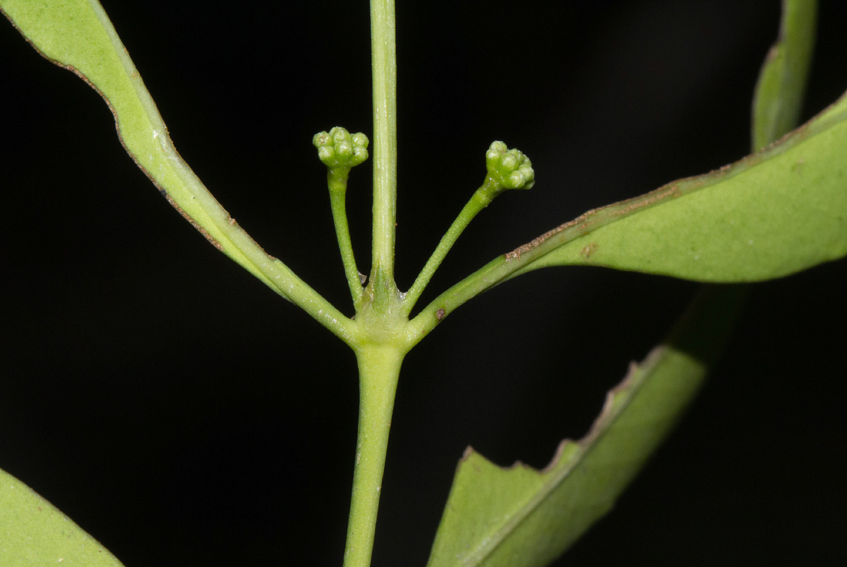 Coptosperma supra-axillare