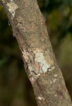 Coptosperma supra-axillare