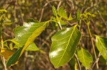 Coptosperma rhodesiacum