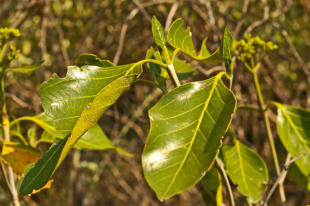 Coptosperma rhodesiacum