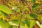 Coptosperma rhodesiacum