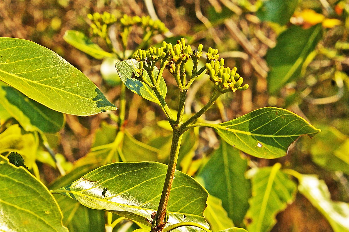 Coptosperma rhodesiacum
