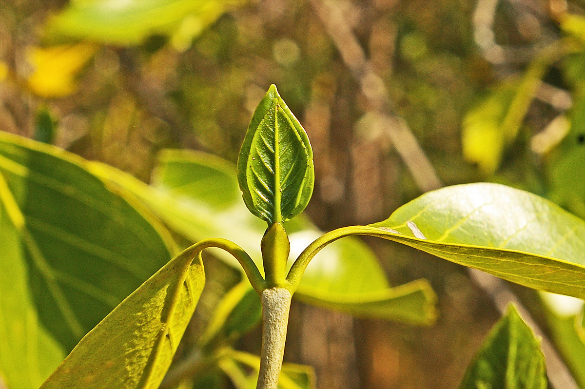 Coptosperma rhodesiacum