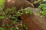 Coptosperma zygoon