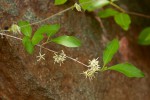 Coptosperma zygoon