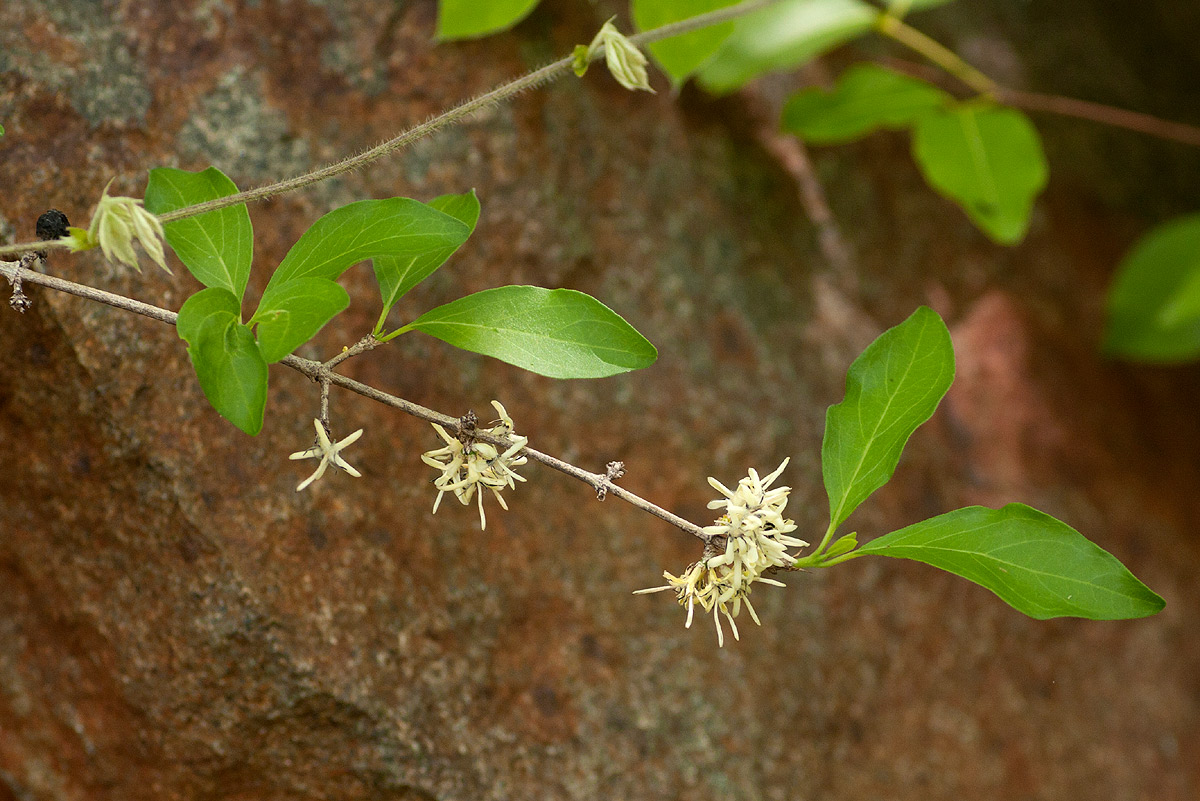 Coptosperma zygoon