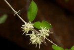 Coptosperma zygoon