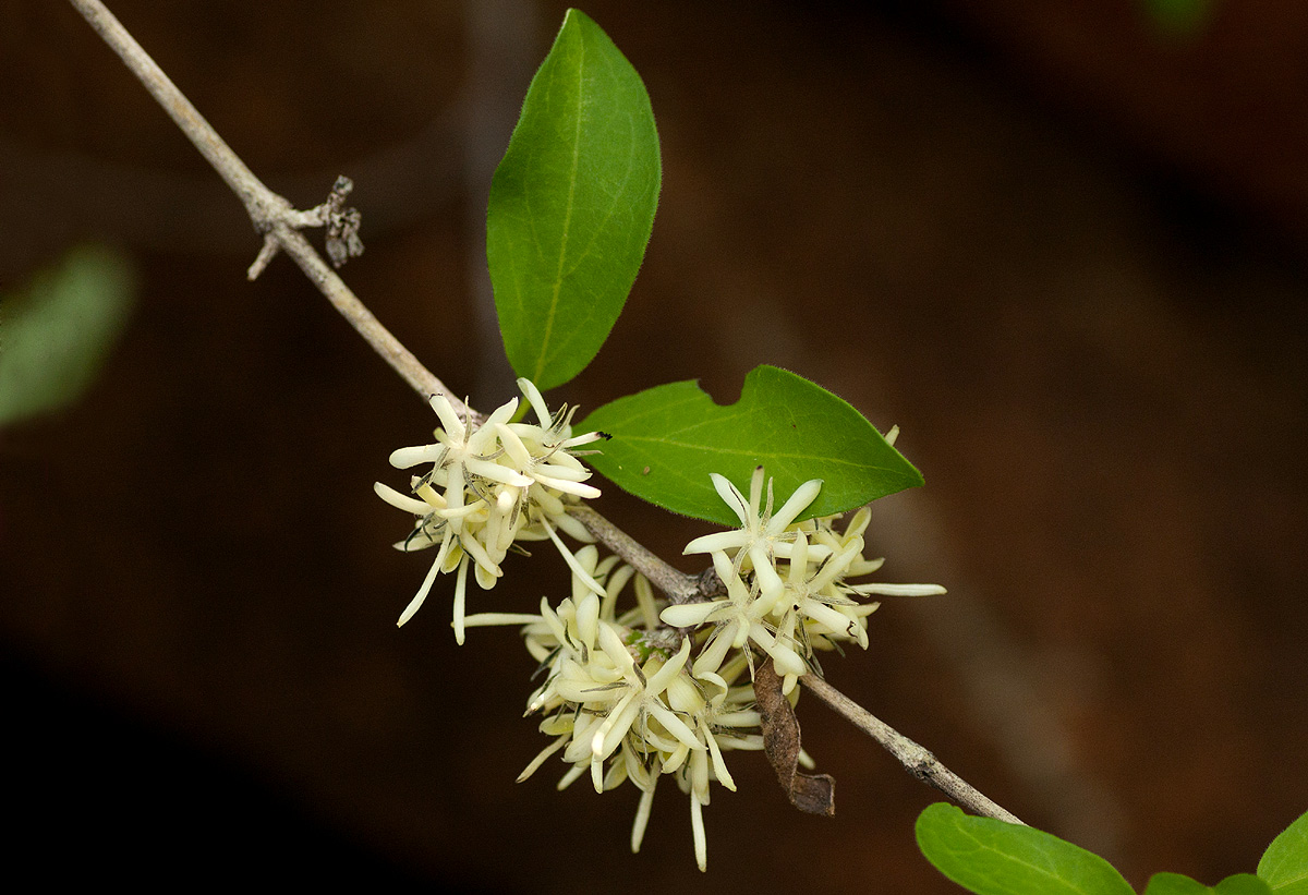 Coptosperma zygoon