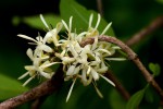 Coptosperma zygoon
