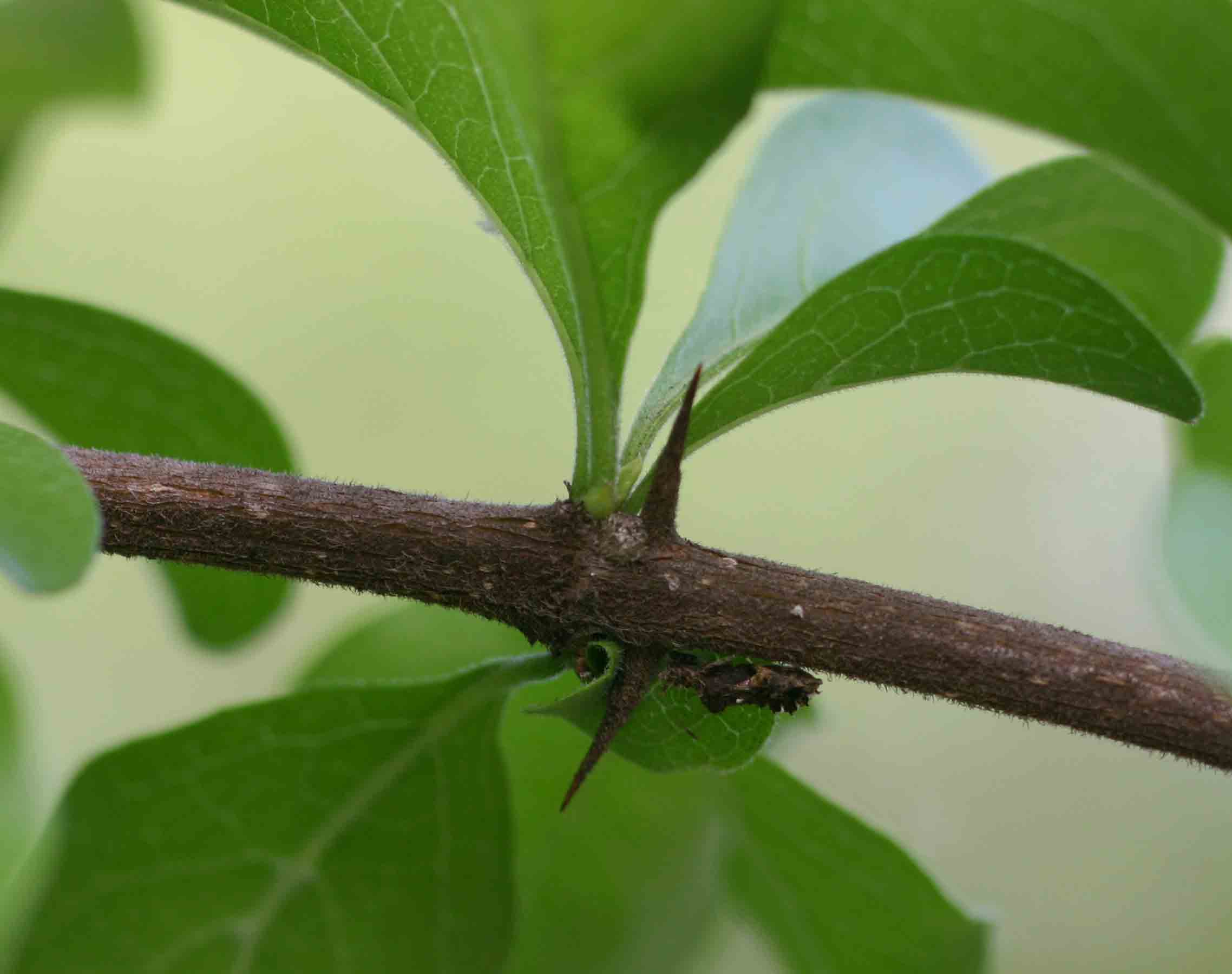 Catunaregam swynnertonii