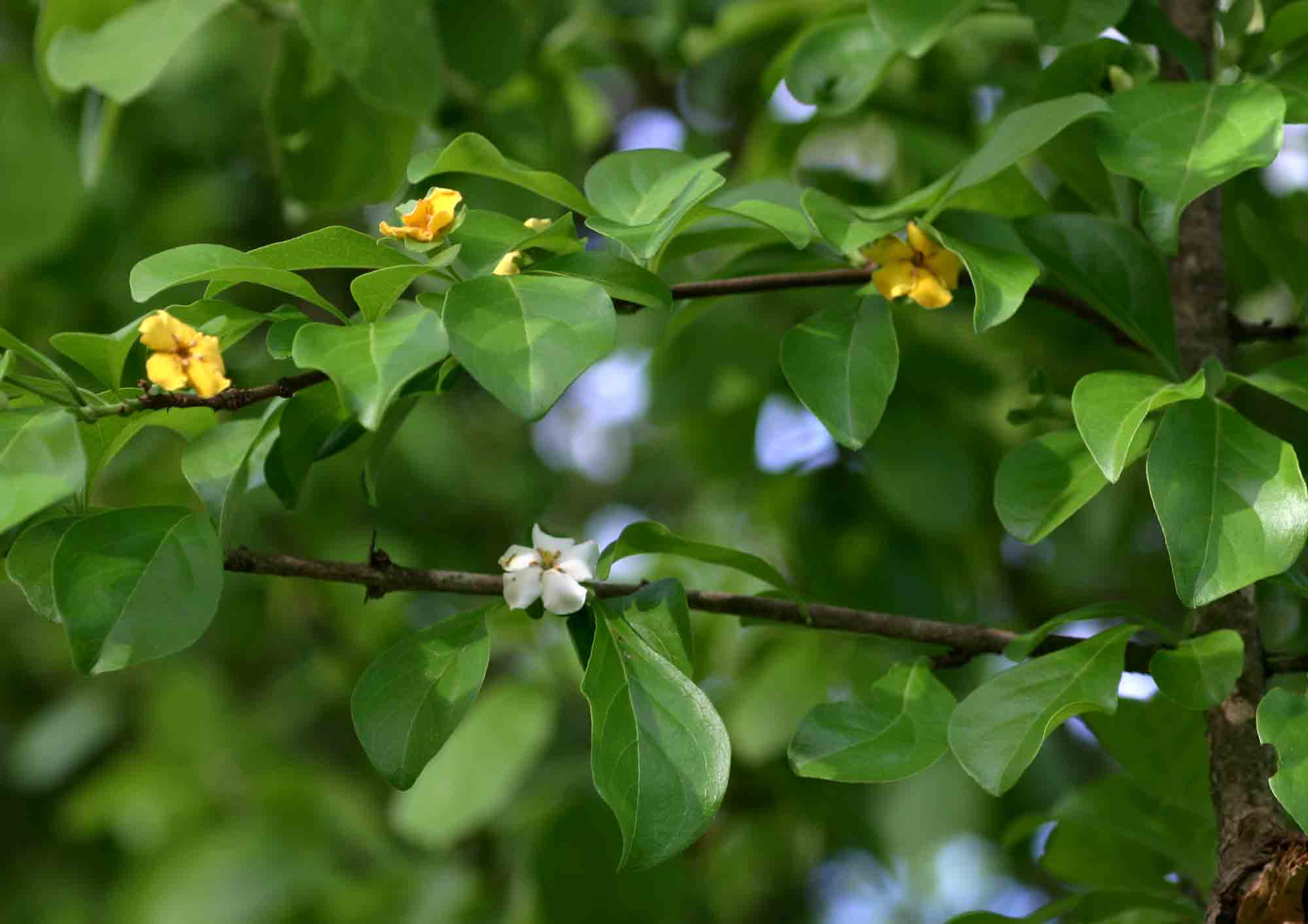 Catunaregam swynnertonii
