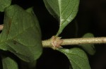 Coddia rudis