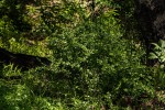 Coddia rudis