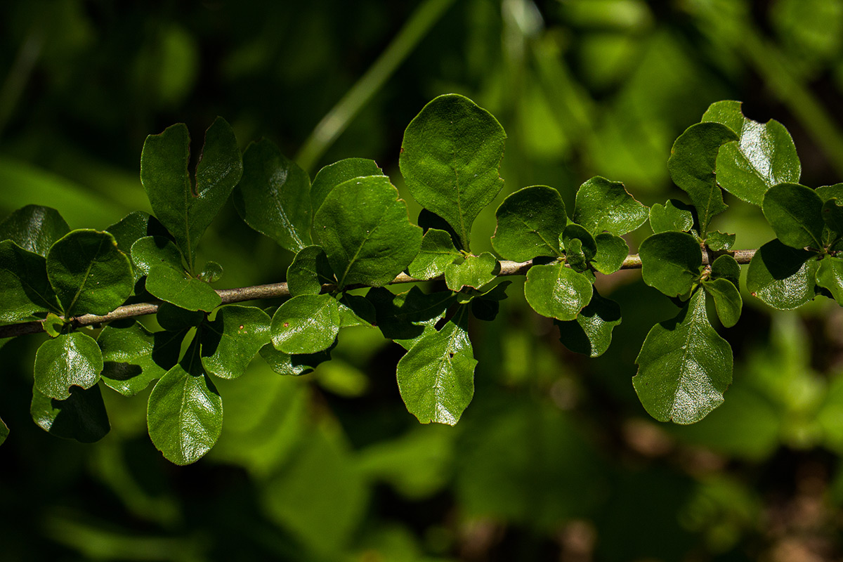 Coddia rudis