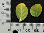 Coddia rudis