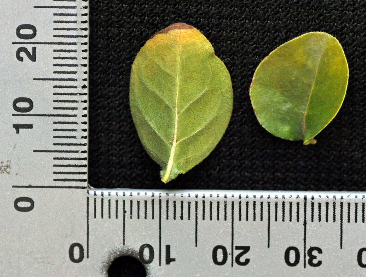 Coddia rudis