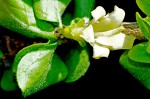 Coddia rudis
