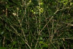 Coddia rudis