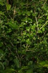 Coddia rudis