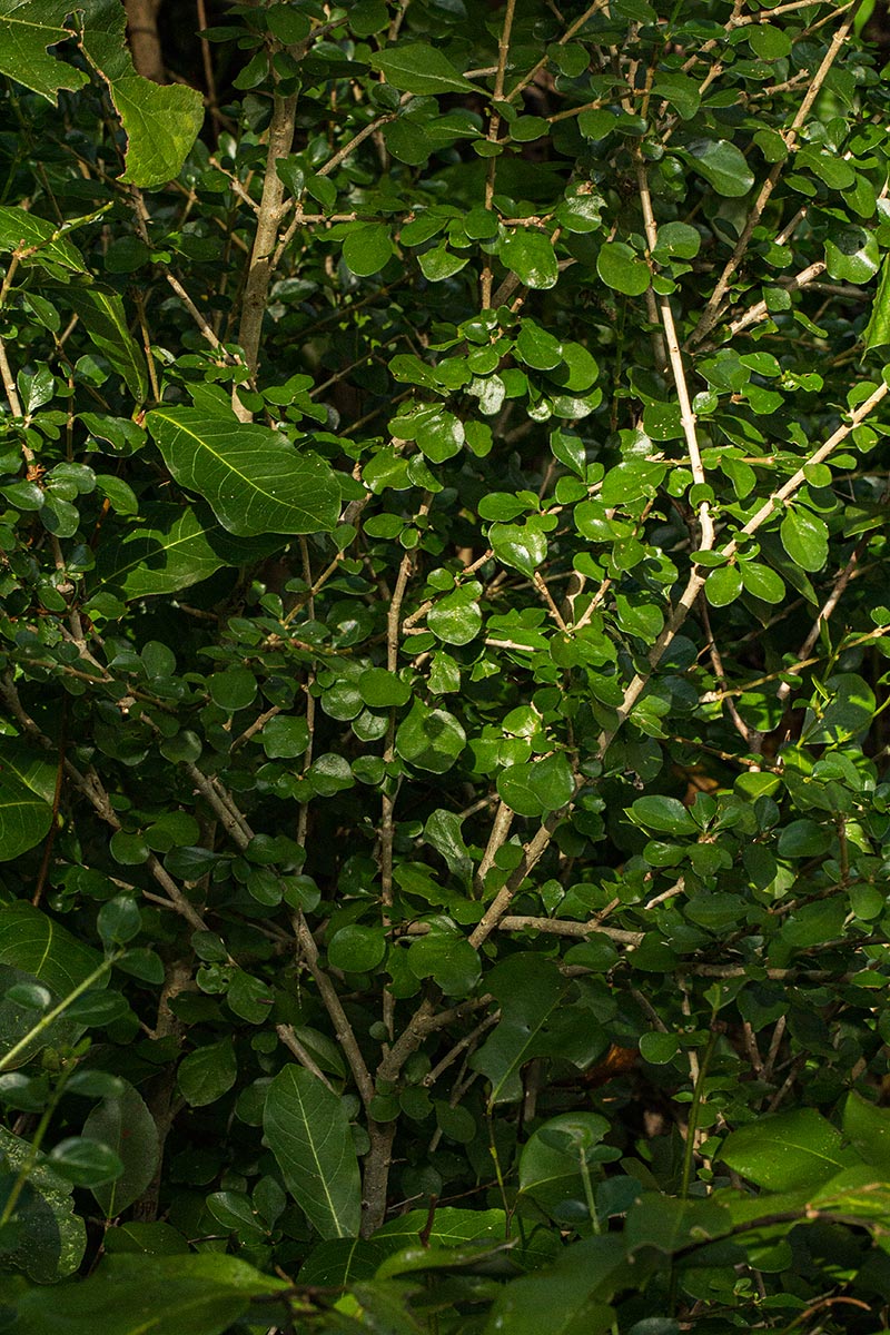 Coddia rudis