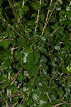 Coddia rudis