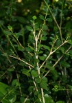 Coddia rudis