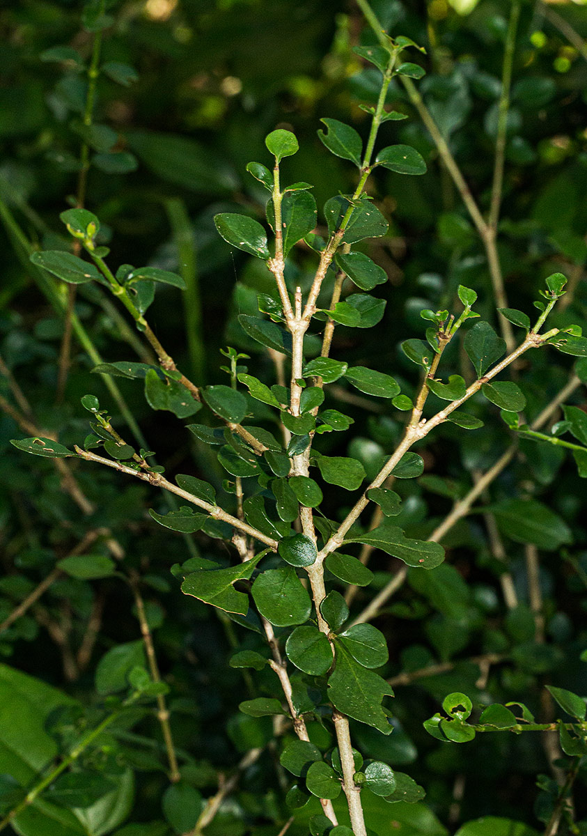 Coddia rudis