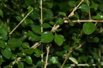 Coddia rudis