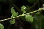 Coddia rudis