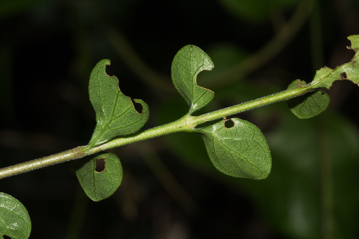 Coddia rudis