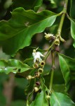 Aidia micrantha var. msonju