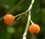 Aidia micrantha var. msonju