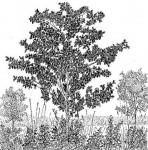 Gardenia imperialis subsp. imperialis