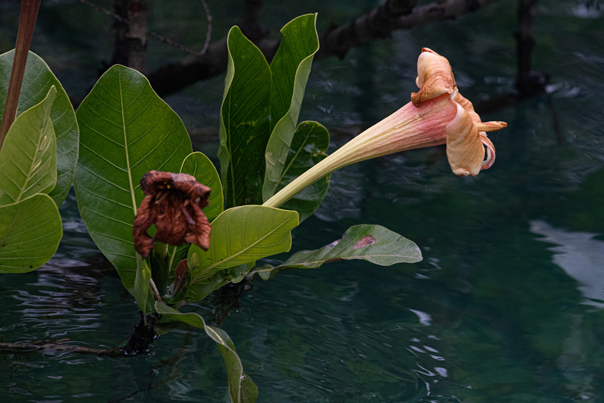Gardenia imperialis subsp. imperialis