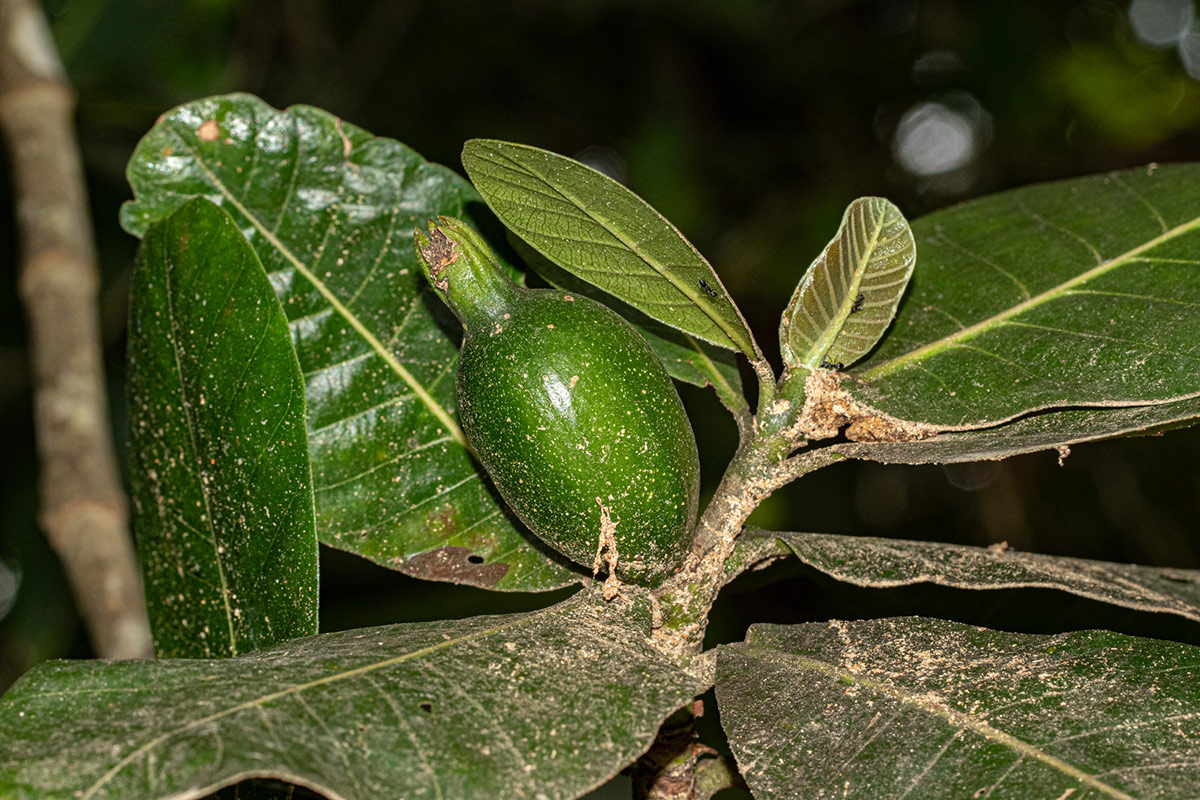 Gardenia imperialis subsp. imperialis