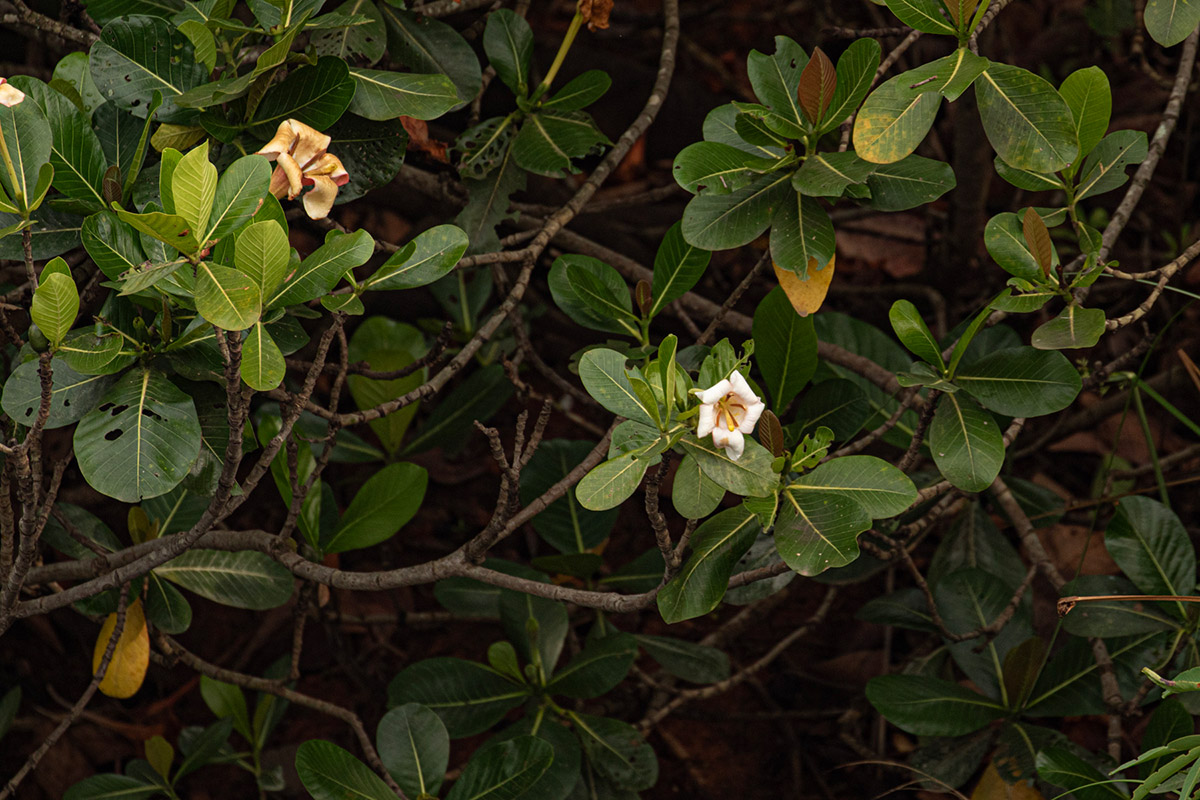 Gardenia imperialis subsp. imperialis