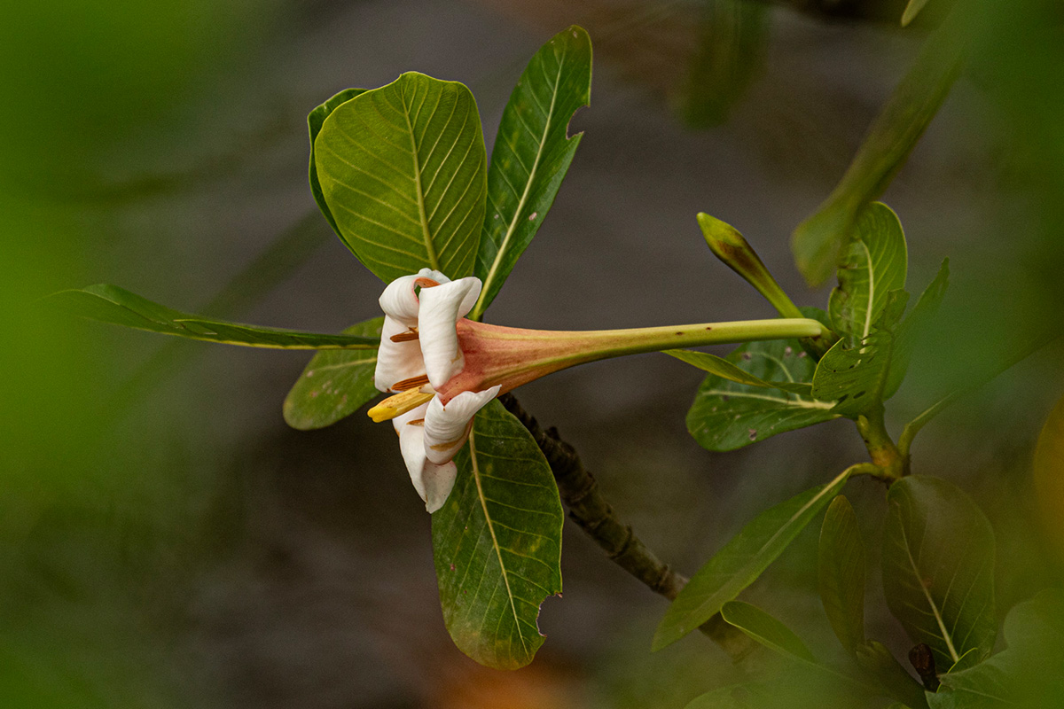 Gardenia imperialis subsp. imperialis