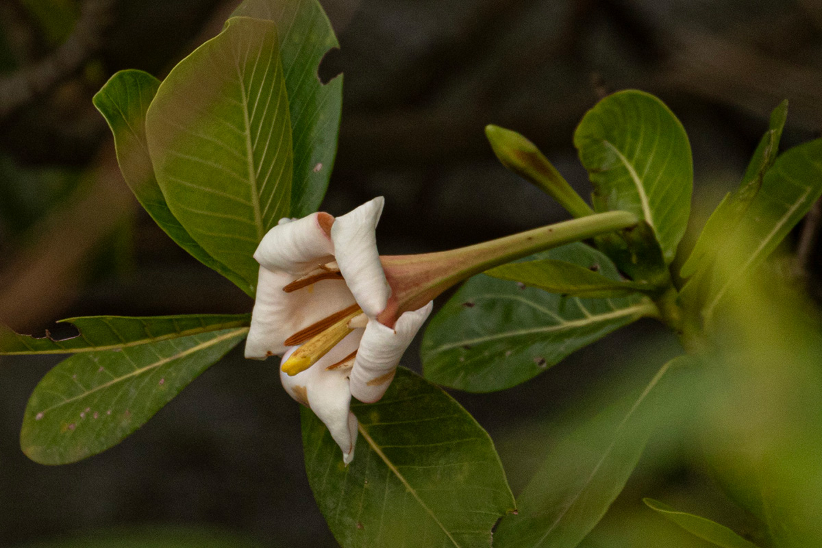 Gardenia imperialis subsp. imperialis