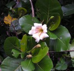 Gardenia imperialis subsp. imperialis