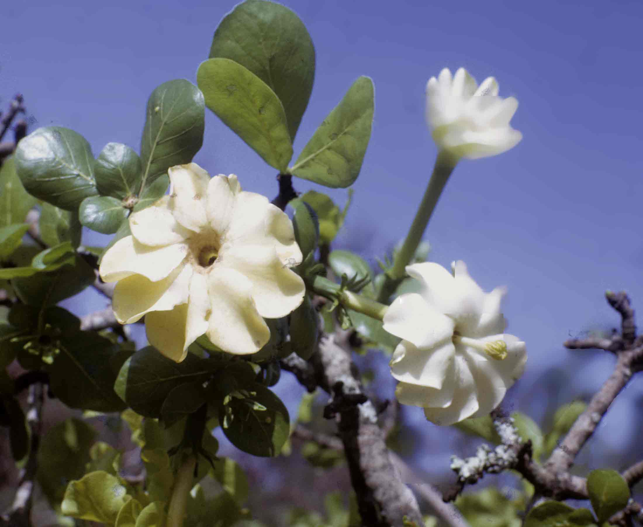 Gardenia ternifolia subsp. jovis-tonantis var. goetzei