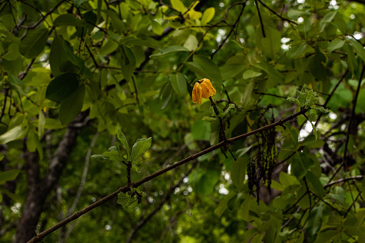 Gardenia ternifolia subsp. jovis-tonantis var. goetzei