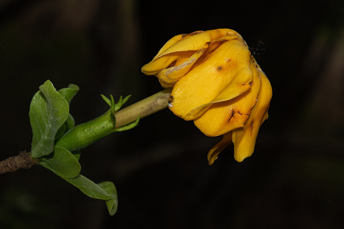 Gardenia ternifolia subsp. jovis-tonantis var. goetzei