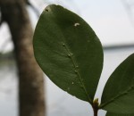 Rothmannia fischeri subsp. fischeri